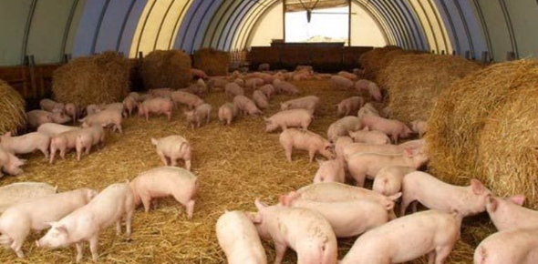 Разведение свиней как бизнес – вложение на перспективу